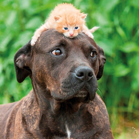 shutterstock_250713256